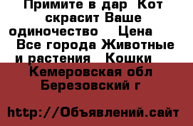 Примите в дар. Кот скрасит Ваше одиночество. › Цена ­ 0 - Все города Животные и растения » Кошки   . Кемеровская обл.,Березовский г.